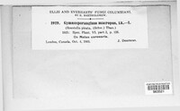 Gymnosporangium juniperi-virginianae image